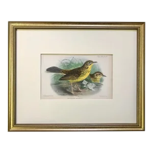 Antique Color Lithograph of Song Birds Ornithological Print From Ibis C.1905