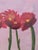 Original Botanical Flower Framed Painting For Sale - Image 9 of 10
