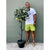 Vintage Italian Painted Metal Lemon Tree For Sale - Image 11 of 12
