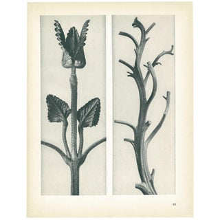 1928 Original Period Photogravure N48 of Equisetum Hiemale by Karl Blossfeldt For Sale