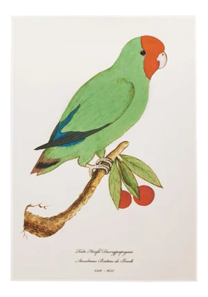 After 1590s Red-Headed Lovebird by Anselmus De Boodt, XL Reproduction Print