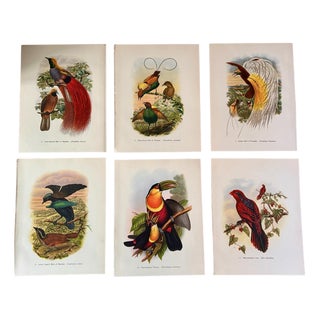 John Gould, Tropical Bird Plates, 1948, Prints, Set of 6 For Sale
