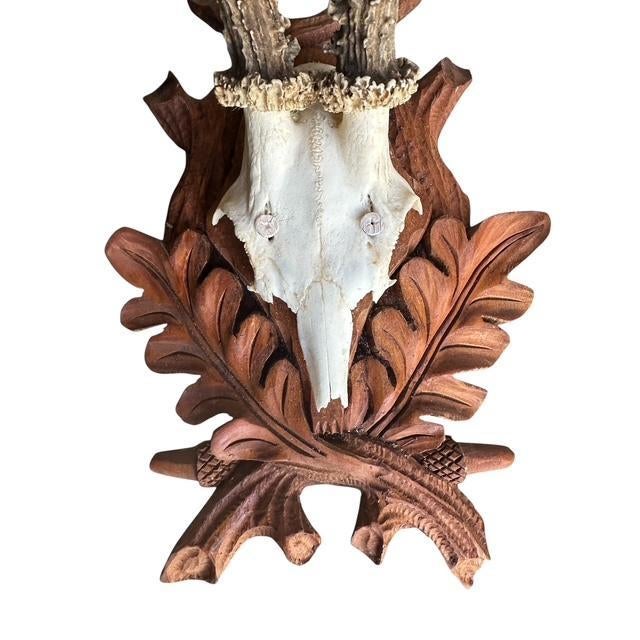 Cabin 1970s Roe Deer Trophy 191 Black Forest Antlers For Sale - Image 3 of 6