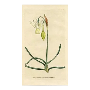 1789, Daffodil Botanical Print, Curtis's Botanical Magazine, Original Antique Botanical Print, Engraving, England, Rare