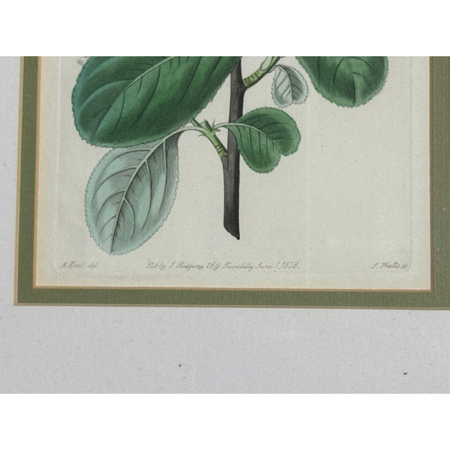 19th Century Traditional Wall Decor, Framed Floral Botanicals, Giltwood Frame, 19th C. For Sale - Image 5 of 14