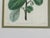 19th Century Traditional Wall Decor, Framed Floral Botanicals, Giltwood Frame, 19th C. For Sale - Image 5 of 14