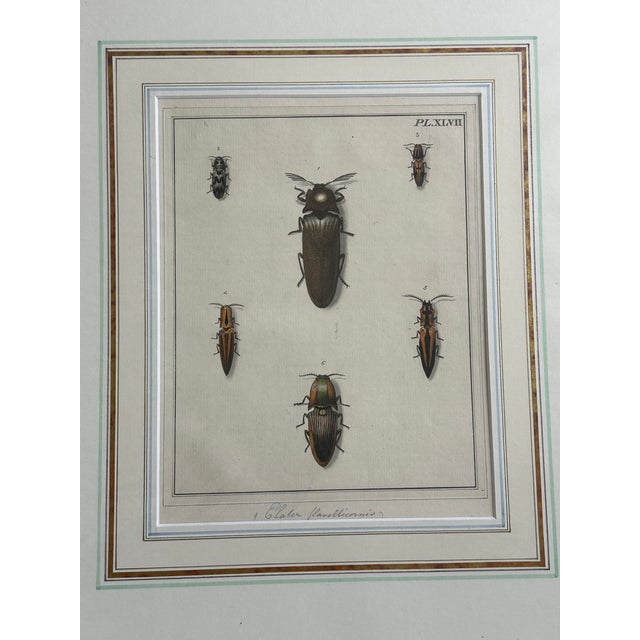 Late 18th Century Antique Natural History Entomology Butterfly & Beetle Art Prints Set of Three For Sale - Image 5 of 15