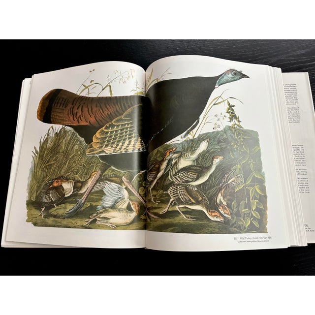 Mid 20th Century Monumental Audubon’s Birds of America “Baby Elephant Folio” Oversized Art Book in Slipcase For Sale - Image 5 of 8