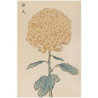 Chrysanthemum by Keika Hasegawa, Vintage Japanese Botanical Art Print, 40" X 60" For Sale