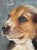 Contemporary Contemporary Gold Wood Framed Oil on Board Portrait ÄúBeagle PuppyÄù Artist Signed Pm For Sale - Image 3 of 12