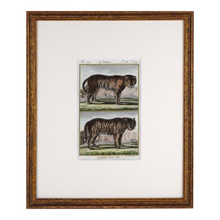 Early 19th Century French Hand Colored Engraving of Tigers C. 1800 For Sale
