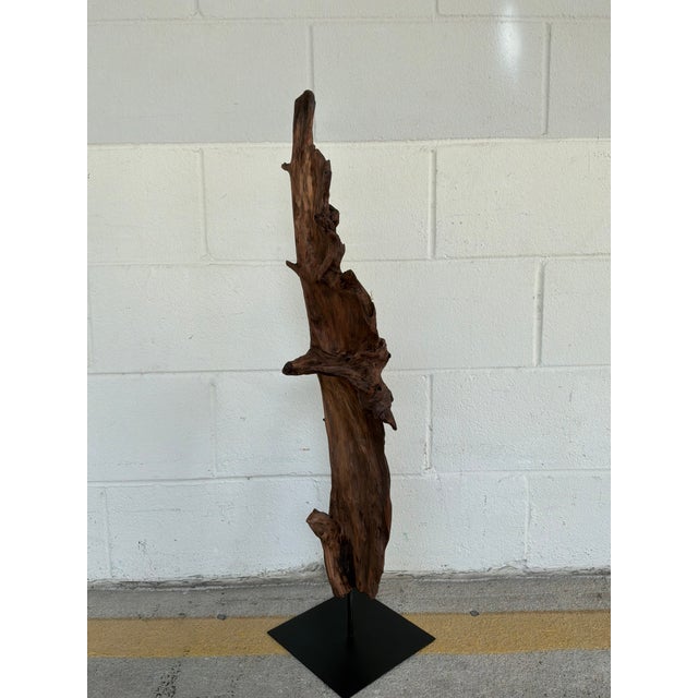 Stylish Arteriors Organic Modern Natural Teak Kazu Sculpture, black metal stand. Showroom floor sample.