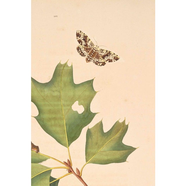 Oak Leaf & Acorn Study With Moths, 1797 Vintage Art Print Reproduction, 16" X 24" For Sale - Image 4 of 10