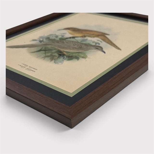An original 1875 hand-colored lithograph by celebrated ornithological artist J. G. Keulemans, depicting the Algerian Bush-...