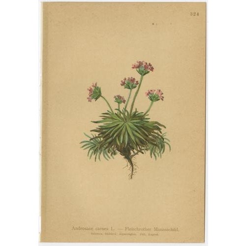 Paper Alpine Flower Prints, 1897, Set of 8 For Sale - Image 7 of 11