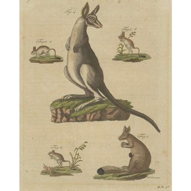 Bertuch, Kangaroo, Wallaby & Hopping Mammals, 1795, Engraving For Sale - Image 4 of 10