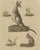 Bertuch, Kangaroo, Wallaby & Hopping Mammals, 1795, Engraving For Sale - Image 4 of 10