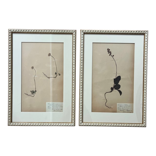 Pair of Original Antique Pressed Flower Herbarium Specimens With Gustavian Swedish Style Frames For Sale