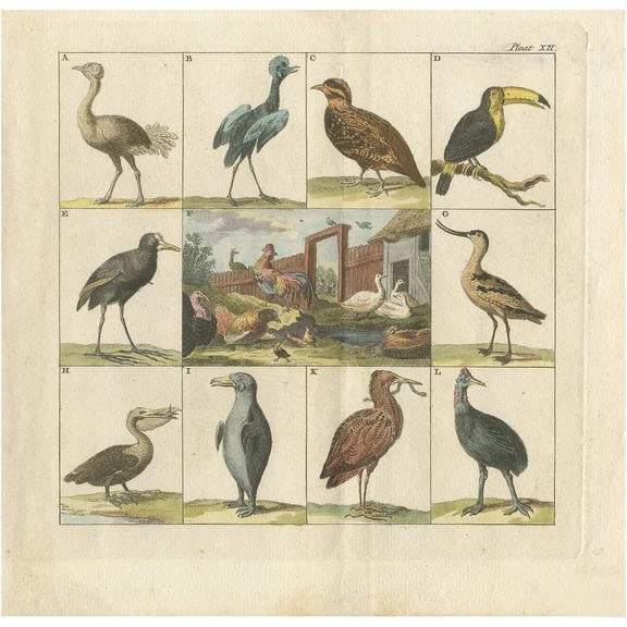 Paper Martinet, Ostrich, Toucan, Pelican and Other Birds, 1808, Print For Sale - Image 7 of 7