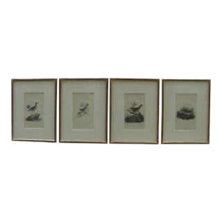 18th Century Hand-Colored Bird Engravings, Framed - Set of 4 For Sale