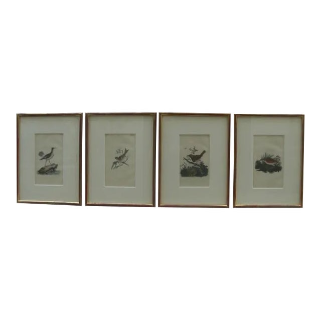 18th Century Hand-Colored Bird Engravings, Framed - Set of 4 For Sale
