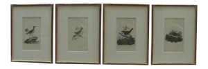 18th Century Hand-Colored Bird Engravings, Framed - Set of 4