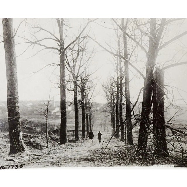 American Vintage Wwi Official Photograph Lonely Tree Lined Lane Strung Wire For Sale - Image 3 of 3