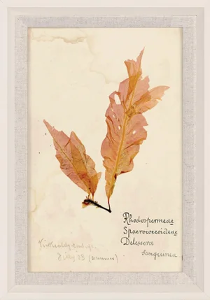 Capistrano Seaweed 34, Small, Framed Artwork