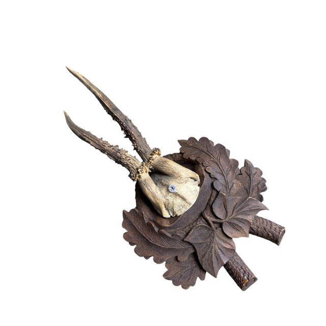 Roe deer trophy on a wood plaque with oak and ivy leaves,