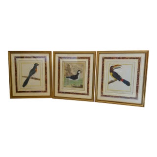18th Century French Exotic Bird Engravings by Martinet For Sale
