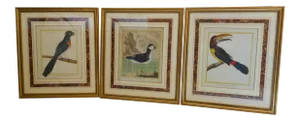 18th Century French Exotic Bird Engravings by Martinet