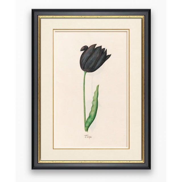 Atelier Aria Lumae Magdalena Rosina Funck Style Botanical Miniature Passe Partout Prints Complete 30 Piece Set A4 For Sale - Image 13 of 18