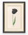 Atelier Aria Lumae Magdalena Rosina Funck Style Botanical Miniature Passe Partout Prints Complete 30 Piece Set A4 For Sale - Image 13 of 18