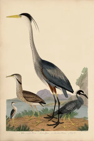 Wilson Great Blue Heron Print