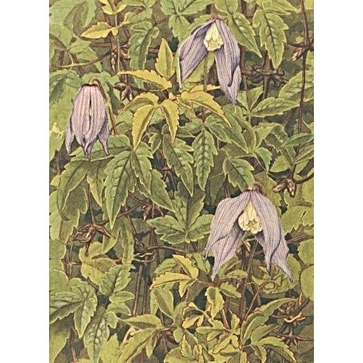 Contemporary 1945 Botanical Watercolor Lithograph-Clematis For Sale - Image 3 of 3