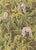 Contemporary 1945 Botanical Watercolor Lithograph-Clematis For Sale - Image 3 of 3