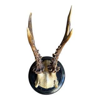 Roe Deer Trophy 130 Black Forest Antlers For Sale