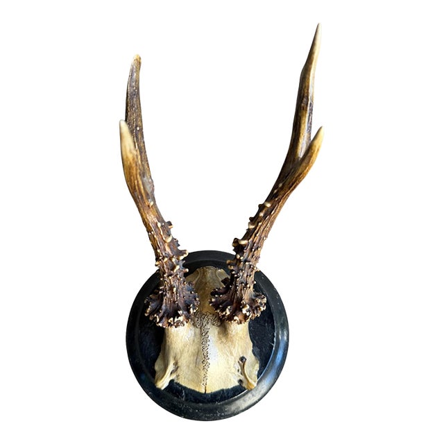 Roe Deer Trophy 130 Black Forest Antlers For Sale