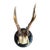 Roe Deer Trophy 130 Black Forest Antlers For Sale