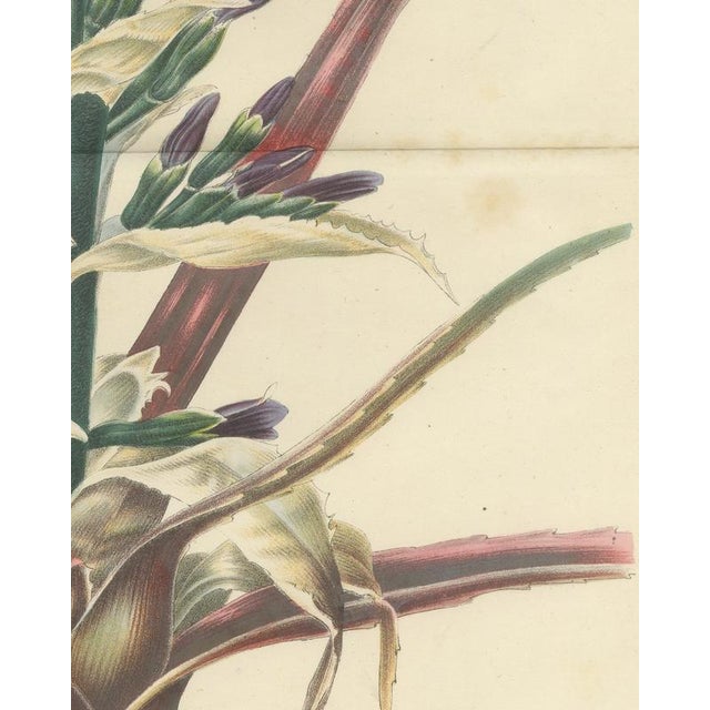 L. Stroobant, Bromelia Commeliniana, Flowering Bromeliad, 1859, Chromolithograph For Sale - Image 6 of 9