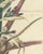 L. Stroobant, Bromelia Commeliniana, Flowering Bromeliad, 1859, Chromolithograph For Sale - Image 6 of 9
