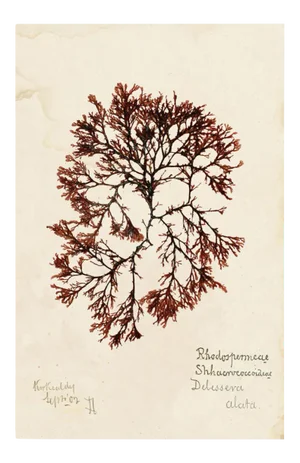 Capistrano Seaweed 37, Small, Unframed Artwork