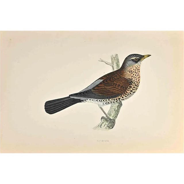Fieldfare is a modern artwork realized in 1870 by the British artist Alexander Francis Lydon (1836-1917) . Woodcut print,...