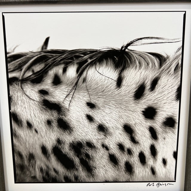 Title: "Spotted Mane" 12 x 12 heavy iron handmade frame Limited Edition Print of Ted Turner's horse COA included. No...