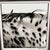 Title: "Spotted Mane" 12 x 12 heavy iron handmade frame Limited Edition Print of Ted Turner's horse COA included. No...