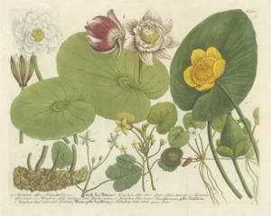 Water Lilies and Pond Plants, 1748, Print