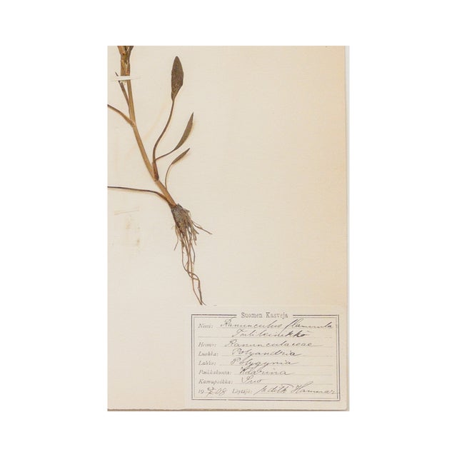 Rustic European Antique Swedish Herbarium - Ranunculus, Circa 1908 For Sale - Image 3 of 3