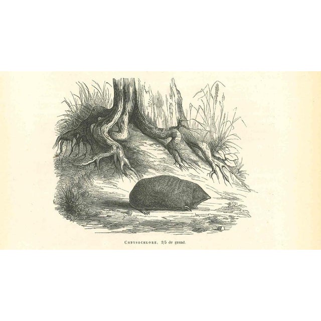 Chbysochlore is an original lithograph on ivory-colored paper, realized by Paul Gervais (1816-1879). The artwork is from...