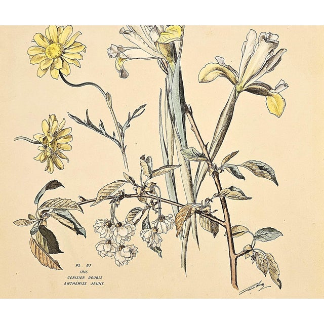 Art Nouveau 1880's Large Rare Antique Hand-Colored Botanical Lithograph by Henri Lambert-Iris, Cherry Blossoms For Sale - Image 3 of 3