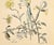 Art Nouveau 1880's Large Rare Antique Hand-Colored Botanical Lithograph by Henri Lambert-Iris, Cherry Blossoms For Sale - Image 3 of 3